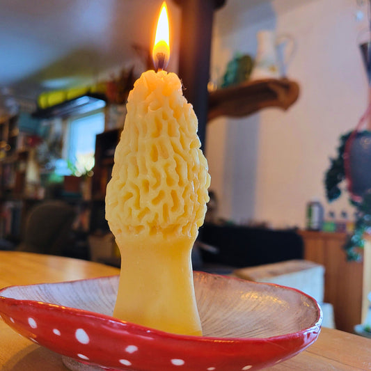 Morel Mushroom